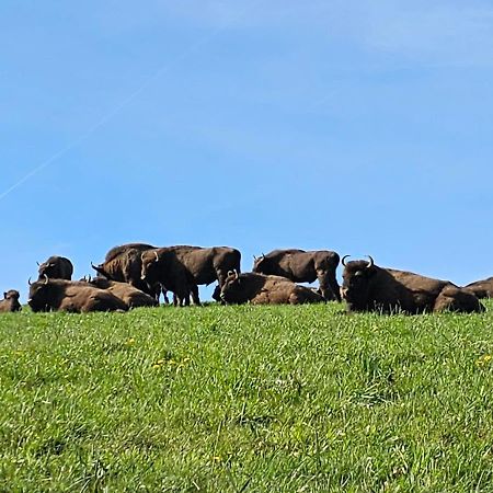 Fewo Am Premium Wanderort Lägenhet Bad Berleburg Exteriör bild